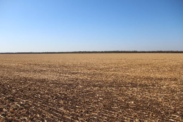 istock Plowed field with remnants of corn 1279347610
