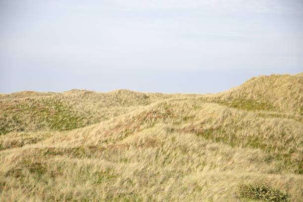 istock The dunes of the Danish Western coast 1279347689