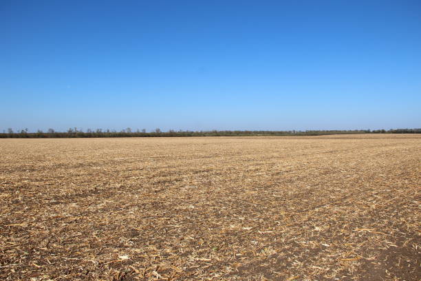 istock Plowed field with remnants of corn 1279348716
