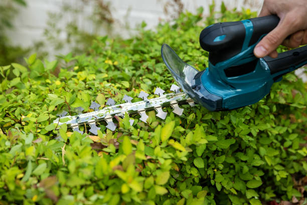 istock garden tools - man using a electric trimmer to prune a spirea bush hedge 1279348741