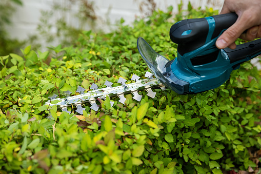 garden tools - man using a electric trimmer to prune a spirea bush hedge