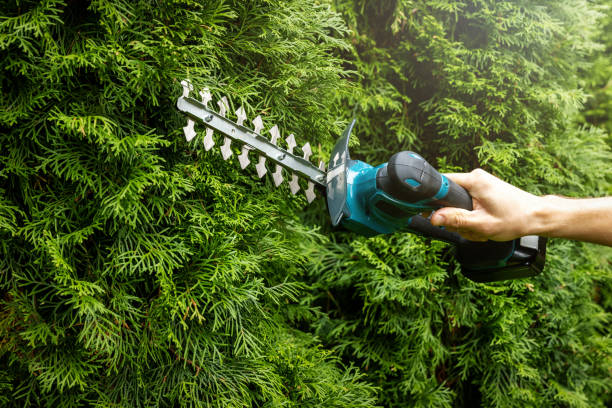 istock pruning evergreen garden hedge with electric scissors 1279348745