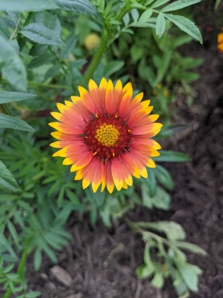 istock Beautiful blanket flower 1279348858
