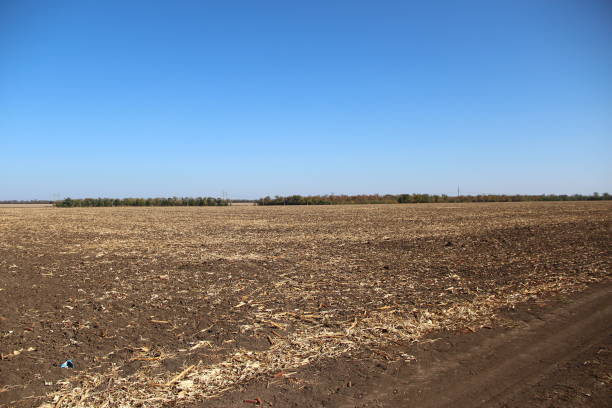 istock Plowed field with remnants of corn 1279348984