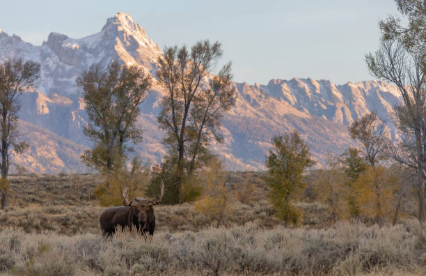 istock Bull Moose in Autumn in Wyoming 1279349004