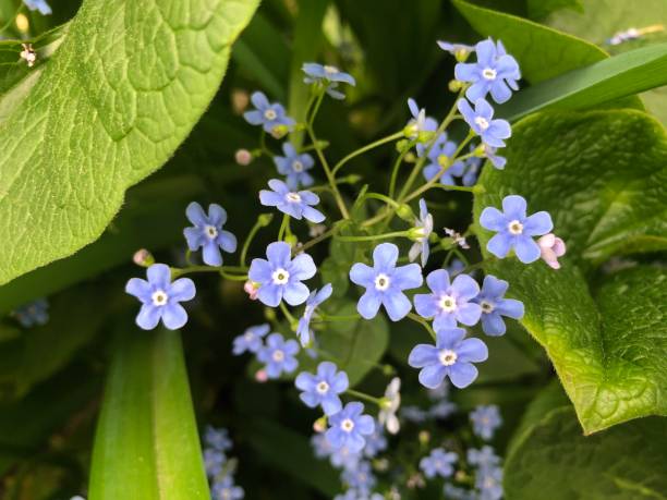 istock Blue gentle forget-me-nots with green leaves during the day 1279350067