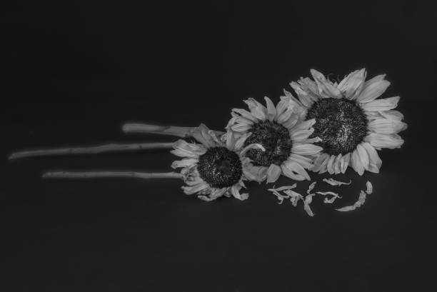 istock Sad-lookig dry sunflowers against black 1279351401