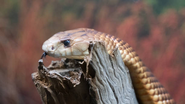 istock Taipan' portret in the zoo 1279352325