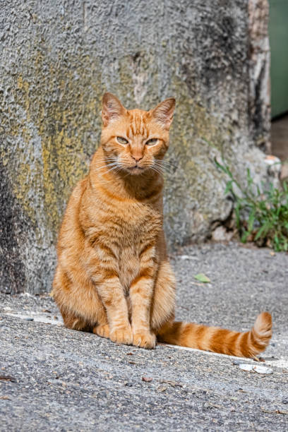 istock red cat in a village street 1279353446