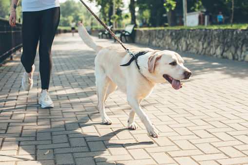 Close up photo of a labrador walking with his owner in the park in a sunny day
