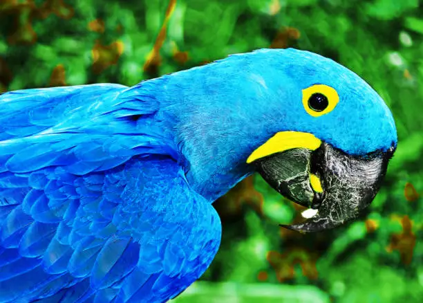 Photo of Parrot blue Spix's macaw close up sitting on the land.