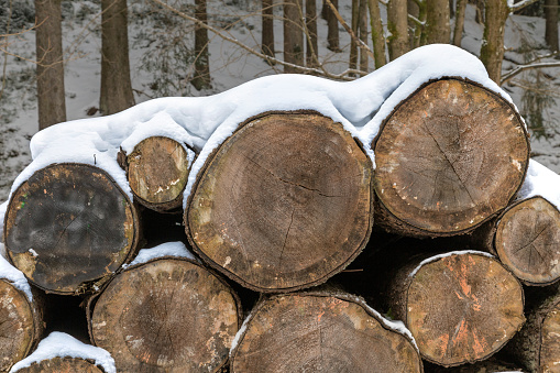Stockpile harvested logs in the woods under the snow. Concepts of ecology