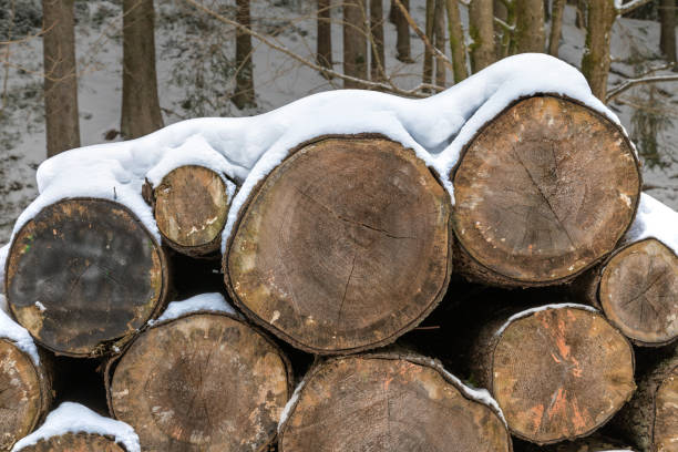 preparation of logs - silviculture imagens e fotografias de stock