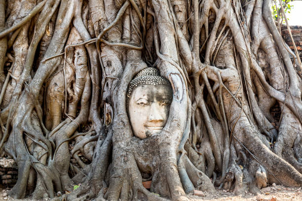 istock Ayutthaya Head of Buddha statue 1279355262