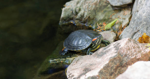 istock Red-eared slider turtle or trachemys scripta elegans reptile is resting on pond 1279355409