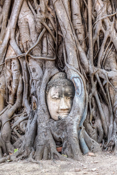 istock Ayutthaya Head of Buddha statue 1279355441