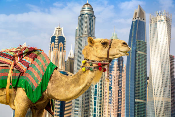 istock Camel in front of Dubai Marina 1279355501