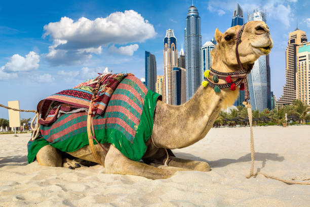 istock Camel in front of Dubai Marina 1279355564