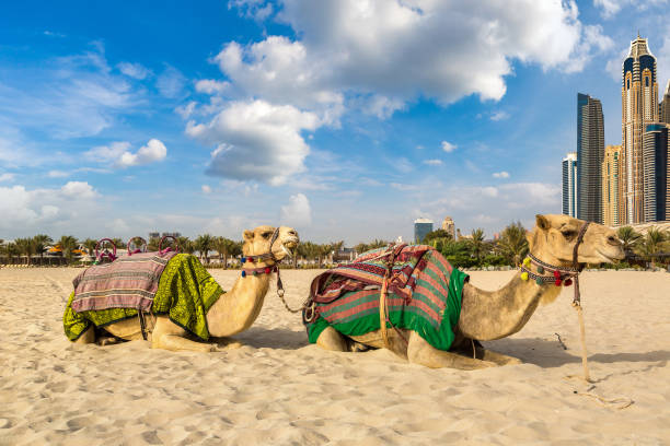 istock Camel in front of Dubai Marina 1279355573