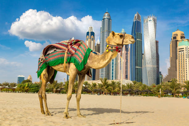 istock Camel in front of Dubai Marina 1279355582