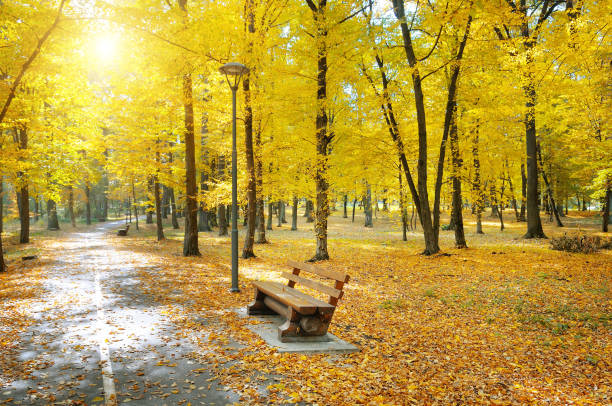 istock Autumn park, garden bench and bright sunset. 1279356970
