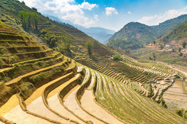 istock Terraced rice field in Sapa 1279357548