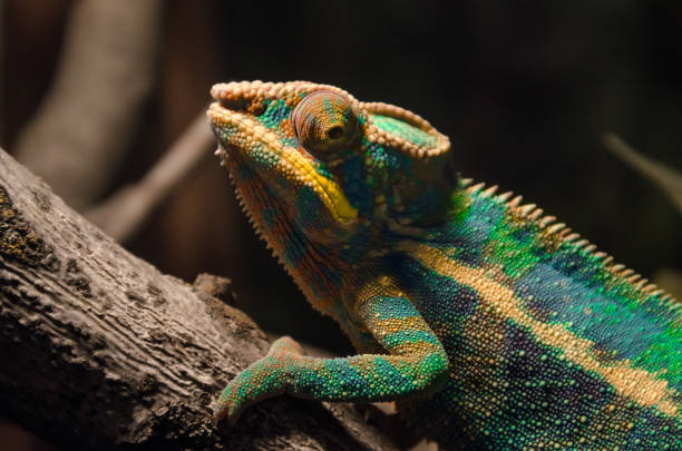 istock colorful chameleon on a branch in the dark at night 1279357714
