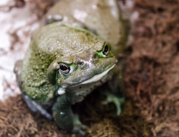 istock frog with a hypnotic gaze looks at the camera 1279357757