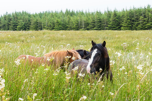 Group of wild mountain horses grazing on a grass field up in the European Alps in the summer.