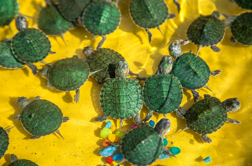 little green turtles swim in an aquarium on a yellow background.
