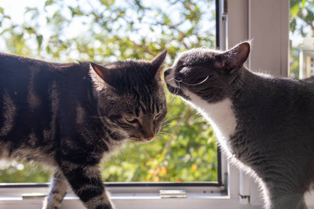istock cat licks other cat on background of the window 1279359134