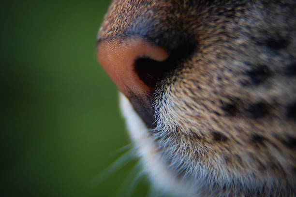 pink cat nose on green background close up.