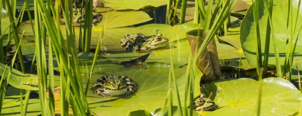 Frogs sitting on green Leaves