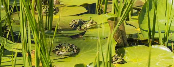 Frogs sitting on green Leaves Animals in the Wild water lily photos stock pictures, royalty-free photos & images