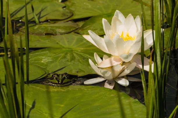 frog between leaves in pond with waterlilies - frog water lily pond sunlight imagens e fotografias de stock