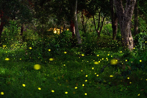 Long exposure shot of the fireflies flying in the tropical forest in Prachinburi Province, Thailand.