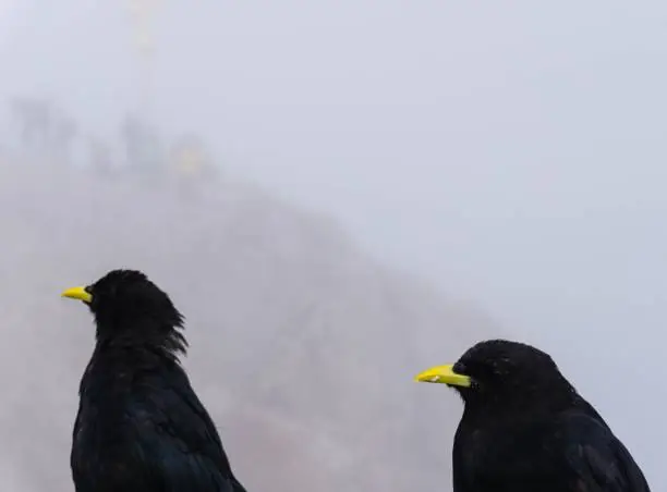 Photo of Alpine Choughs on Mountain Zugspitze