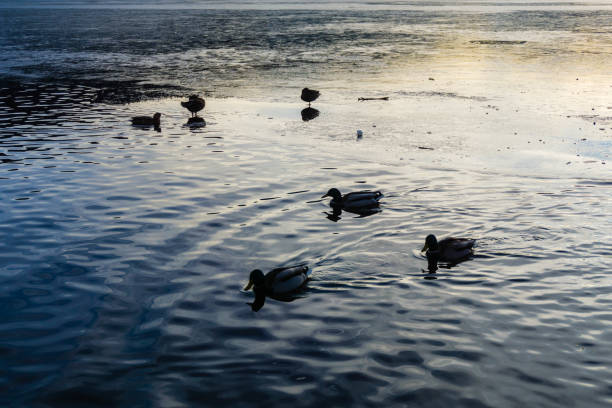 ducks on lake titisee germany - forest black forest sky night imagens e fotografias de stock