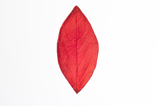 Red Maple bush autumn leaf macro close up shot isolated on white.