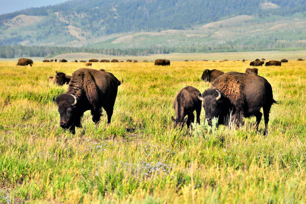 istock Bison Herd, Yellowstone National Park, USA 1279360920