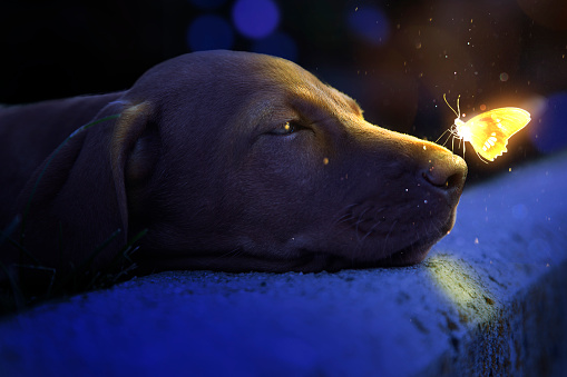 Cute puppy with a glowing butterfly on nose
