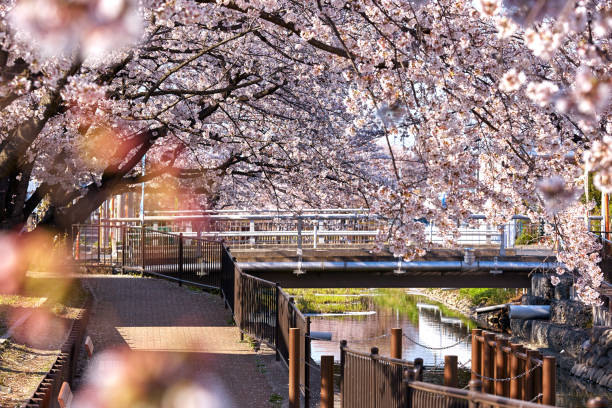 istock Cherry Blossom Openning at Riverside, Tokyo, Japan 1279362532