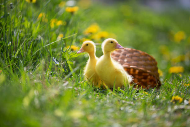 istock Two yellow ducklings on a background of green grass. 1279362681
