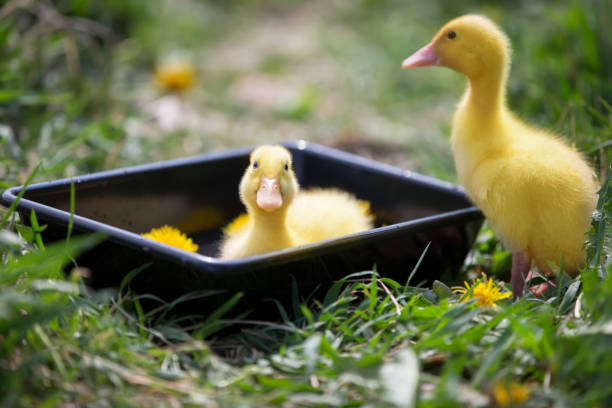 dwa żółte kaczątka na tle zielonej trawy. - hatchling yellow small nature zdjęcia i obrazy z banku zdjęć