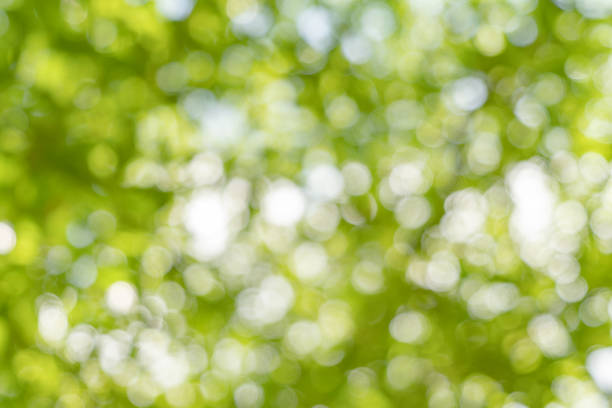 istock Blurry bokeh of abstract nature green tree in forest or park with sunlight flare. Pattern texture background in spring season in ecology, holiday vacation and travel concept. Fresh relaxation. 1279363752