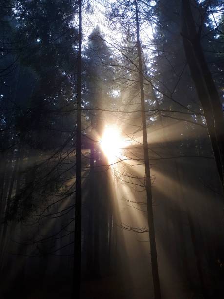istock unray shining through a dark spruce forest 1279363819