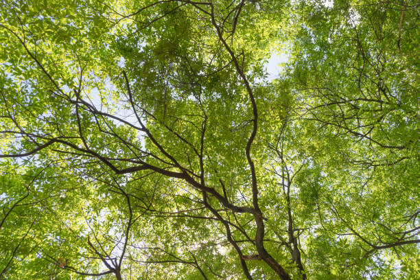 istock Nature green tree in forest or park with sunlight flare. Pattern texture background in spring season in ecology, holiday vacation and travel concept. Fresh relaxation. 1279363936