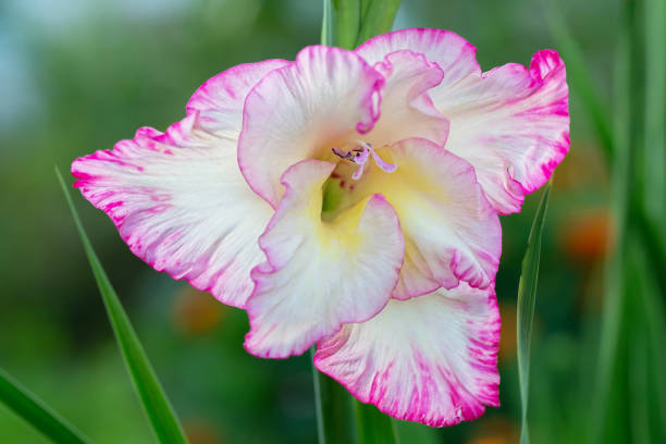 beautiful white gladiolus with pink edges on a green background. - gladiolus single flower flower tropical climate imagens e fotografias de stock