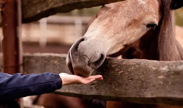 Photo of The man feeds the horse in a horse farm