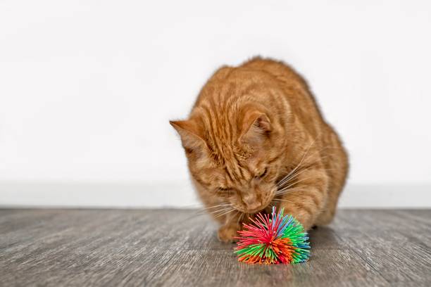istock Cute ginger cat playing with a toy ball. Horizontal image with copy space. 1279366138